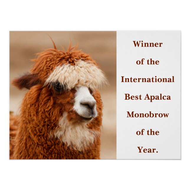 Poster Meilleur Sourcil Unique d'Alpaca (Devant)