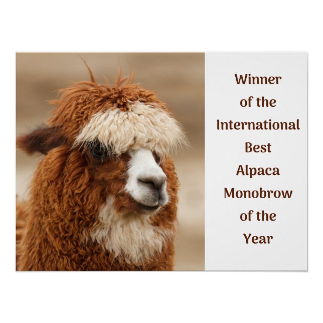Poster Meilleure Monobrow d'Alpaca (Devant)