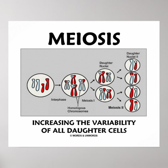 Poster Meiose Variabilité Croissante Toutes Les Cellules  (Devant)