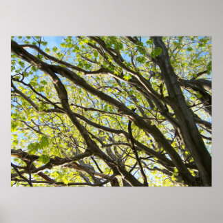 Poster Membres de l'arborescence