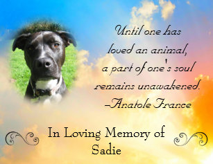 Cadeaux Perte D Une Citation Animal Familier Zazzle Fr