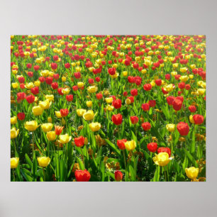 Poster Mer des Tulipes II