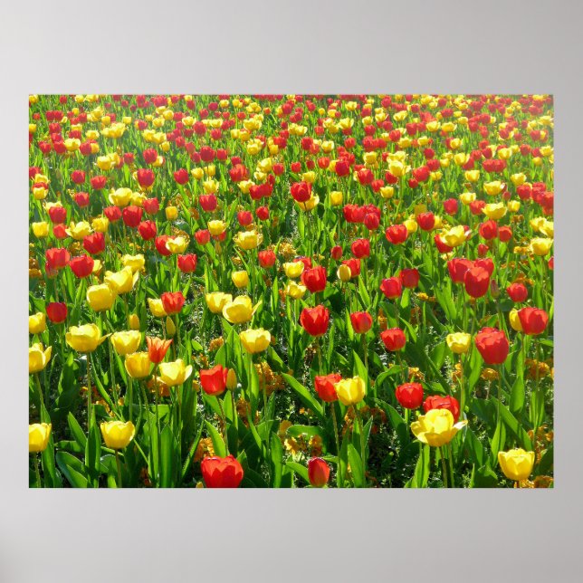 Poster Mer des Tulipes II (Devant)