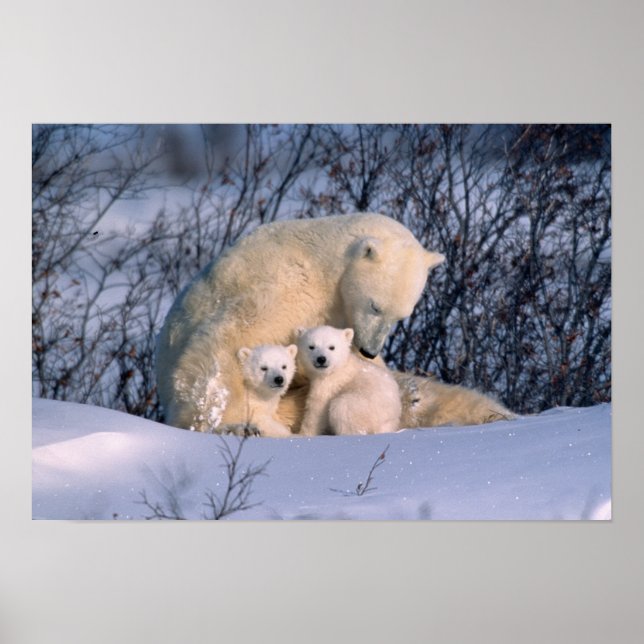 Poster Mère ours polaire assise avec des jumeaux, (Devant)