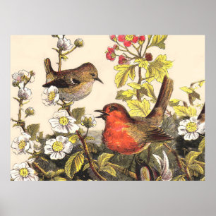 Poster Merles de printemps Oiseaux rouges Ornithologie