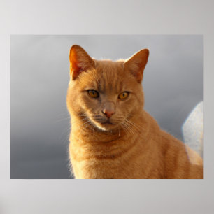 Poster Merlin et l'orbe