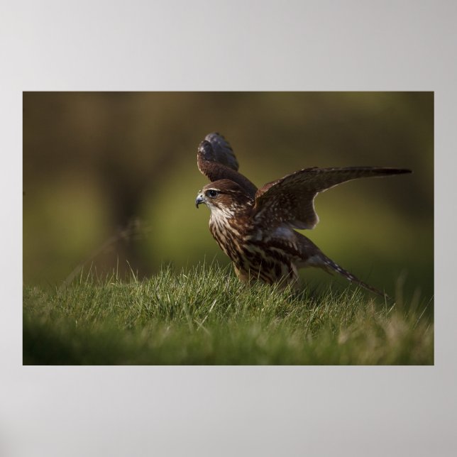 Poster Merlin Falcon prenant l'avion (Devant)