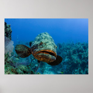Poster Mérou géant de l'Atlantique