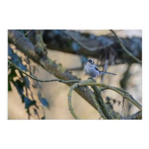 Poster Mésange à longue queue posée