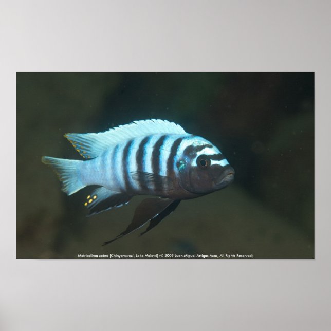 Poster Metriaclima zebra [Chinyamwezi] (Devant)
