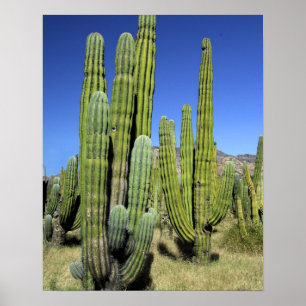 Poster Mexico, Sonora, San Carlos. Saguaro & Organ Pipe