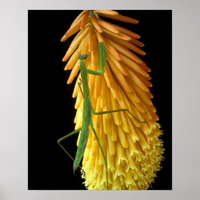 Poster Michigan, Rochester Hills. Priez Mantis sur le rou (Devant)