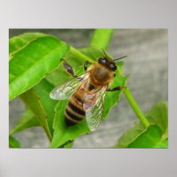 Miel Bee