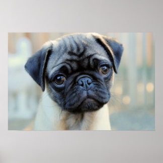 Poster mignon en Carlin