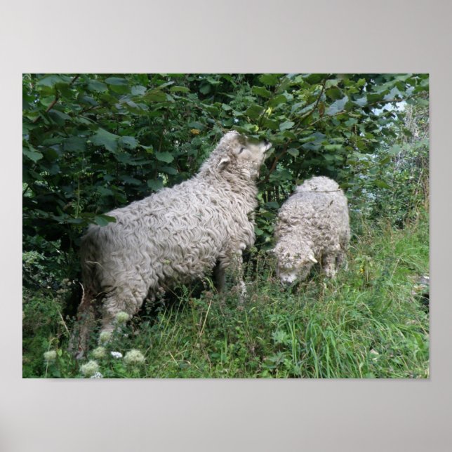 Poster mignon Manger Feuille (Devant)