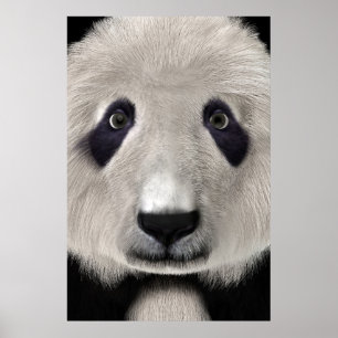 Poster Mignon Ours Panda Kawaii Amoureux des Animaux Cade