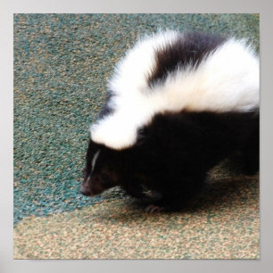 Poster mignon Skunk