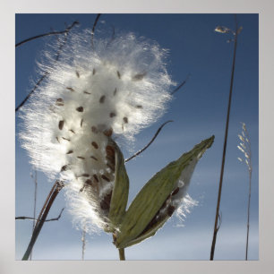 Poster Milkweed Seeds and Pods