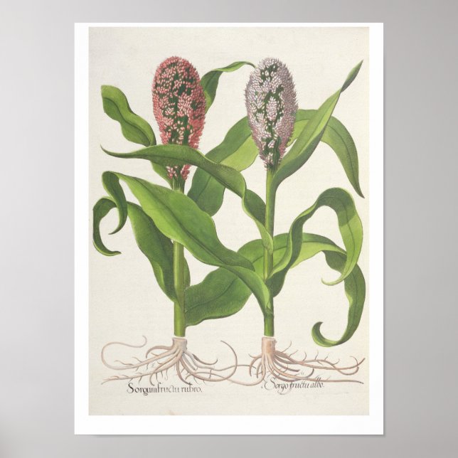 Poster Millet : 1.Sorgum fructu rubro ; 2.Sorgo fructu al (Devant)