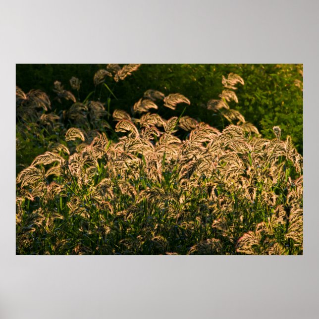 Poster Millet sauvage (Panicum Sp.) poussant dans une zon (Devant)