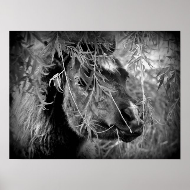 Poster Mini Filly Être Onery (Devant)