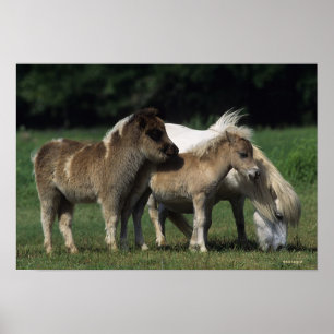 Poster Miniature Mare & Foies 3