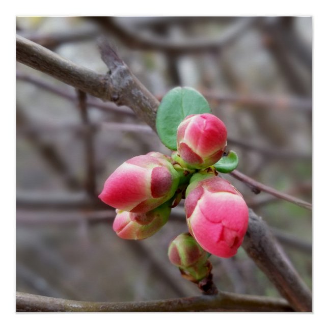 Poster minuscules bourgeons rouges (Devant)