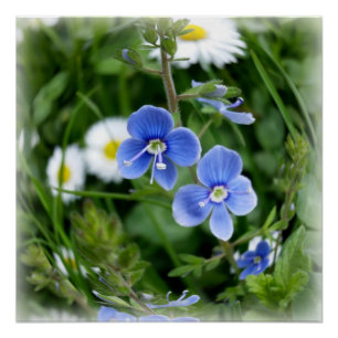Poster minuscules fleurs bleues