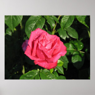 Poster Miss All-American Beauty Hybrid Tea Rose 097