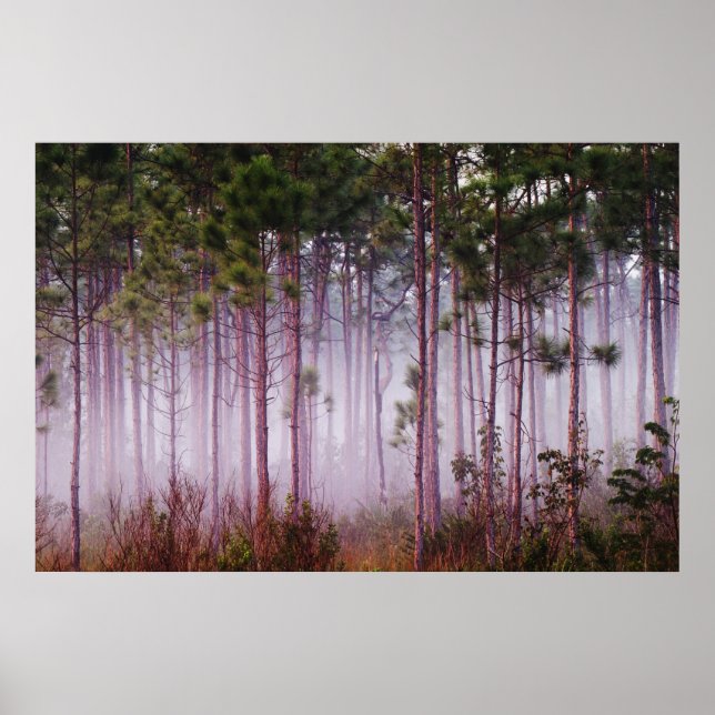 Poster Mist among pine trees at sunrise, Everglades (Devant)