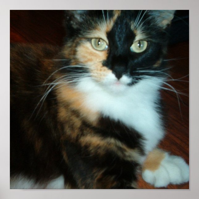 Poster Mlle. Chaton (Devant)