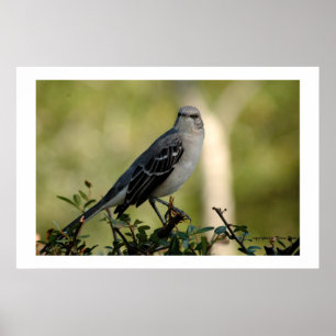 Poster mocking bird
