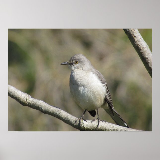 Poster - Mockingbird (Devant)