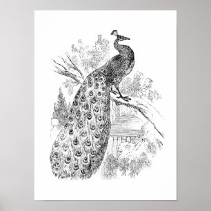 Poster Modèle d'illustration Retro Peacock vintage des an