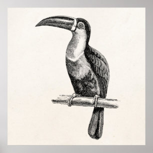 Poster Modèle tropical vintage d'illustration d'oiseau d