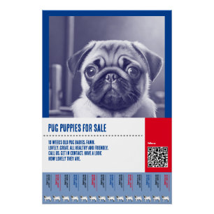 Poster Modèles de flyers pour la vente de chiots Carlin