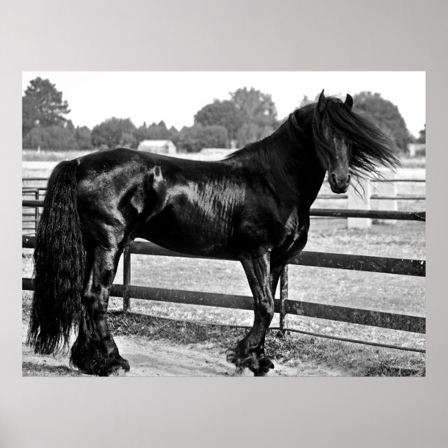 Poster Modélisation des chevaux (Devant)