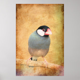 Poster Moineau de Java