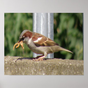 Poster Moineau gourmand avec des vers en abondance Impres
