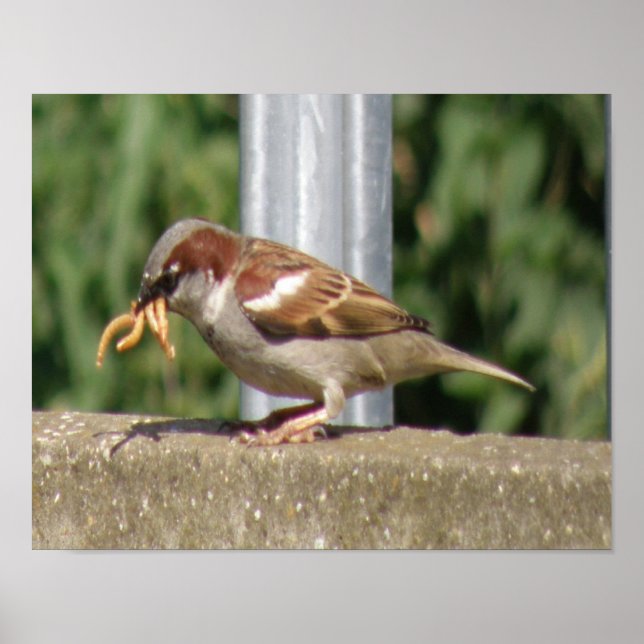 Poster Moineau gourmand avec des vers en abondance Impres (Devant)