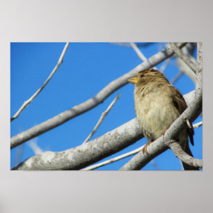 Poster Moineau mignon