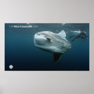 Poster Mola Mola