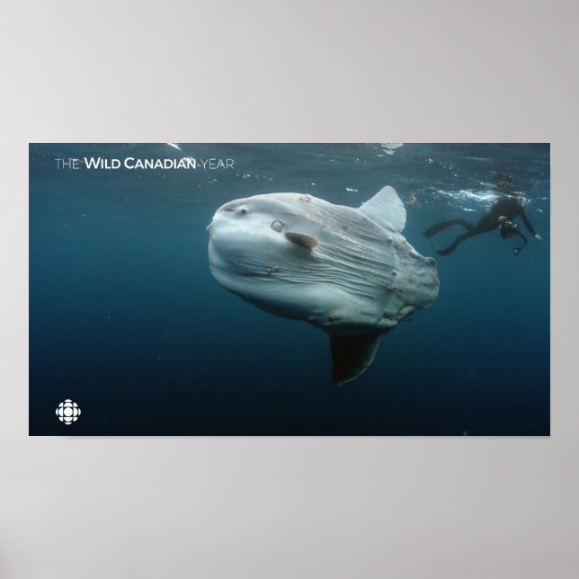 Poster Mola Mola (Devant)