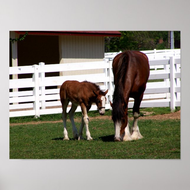 Poster Momma-Baby (Devant)