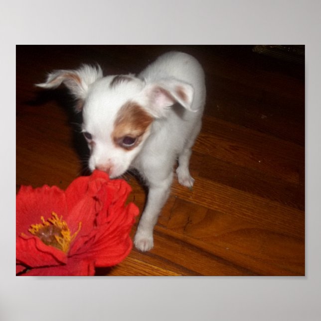 Poster Mon chien (Devant)