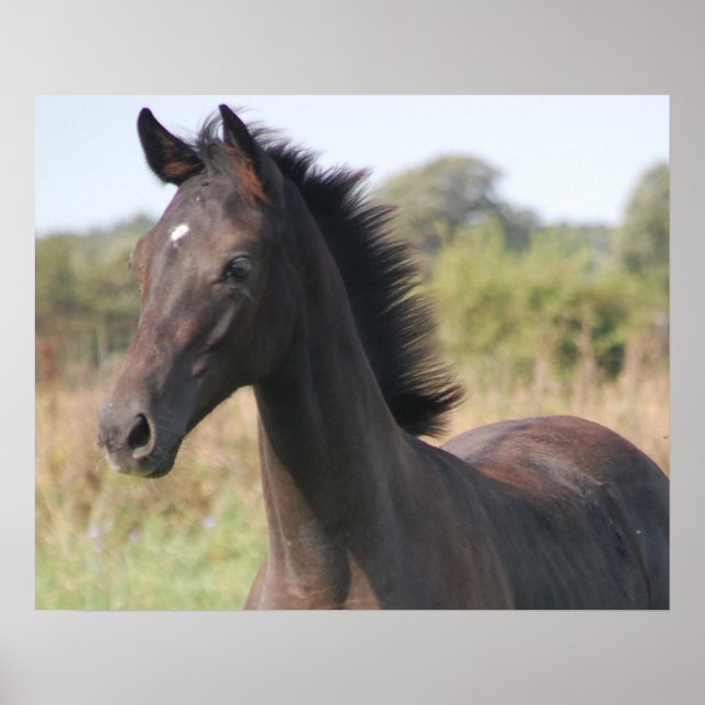 Poster Mon nouveau pony (Devant)