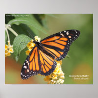 Poster Monarch Butterfly