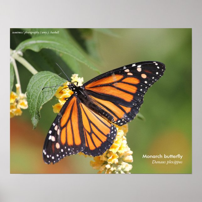Poster Monarch Butterfly (Devant)