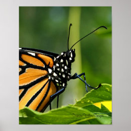 Poster Monarch Butterfly