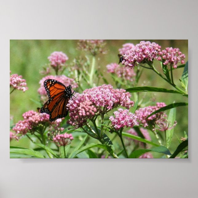 Poster Monarch Butterfly (Devant)